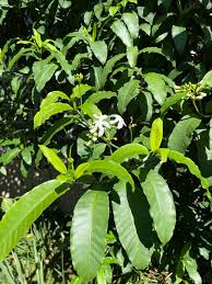 Image result for Tabernaemontana ventricosa