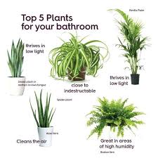 Bad Bad Bad Pflanzen Pflanzen Bad Bad Bad Pflanzen Pflanzen Pflanzen Fur Das Bad 10 Arten Fur Die Wel In 2020 Best Bathroom Plants Bathroom Plants House Plants Indoor