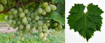 Partecipa al mio corso online dedicato alla post produzione su. Italia Grape Variety Wein Plus Wine Lexicon