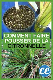 La Citronnelle Comment La Faire Pousser Et Profiter De Ses Bienfaits Citronnelle Comment Planter Comment Faire