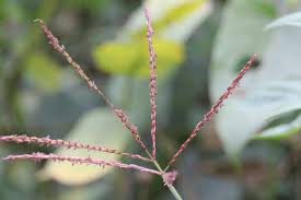 Image result for Microstegium fasciculatum
