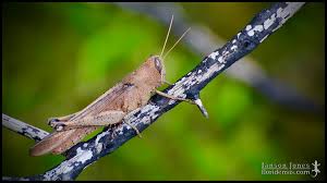 Image result for Agrocharis incognita