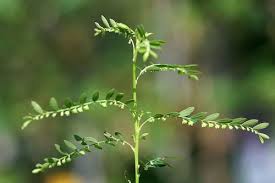 Image result for Phyllanthus amarus