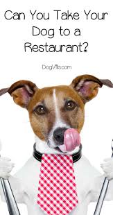 Are Dogs Allowed In Restaurants 15 Pet Friendly Dining Establishments Raw Dog Food Recipes Dog Food Allergies Dog Food Recipes