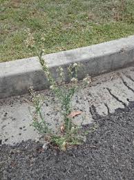 Image result for Erigeron bonariensis