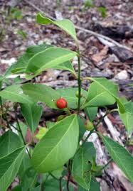 Image result for Crossopetalum