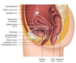 Weibliche geschlechtsorgane äußere genitalorgane (vulva) mons pubis große und kleine schamlippen (labia majora et minora) funktion: Weibliche Geschlechtsorgane Mit Erklarung Deutsch Leinwandbilder Bilder Darm Gebarmutter Eierstock Myloview De