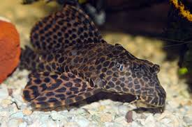 Hypostomus Plecostomus Freshwater Species Profiles Tfh