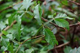 Image result for Paullinia pinnata
