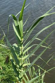 Image result for Arundo donax