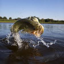 For this reason we strongly recommend that in all spring fed ponds, the grass carp be stocked at a rate of 15 per acre of vegetation. How To Stock A Pond Purina Animal Nutrition