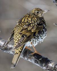 Image result for トラツグミ