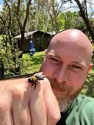 Carpenter bees can be beneficial and destructive