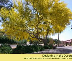 Bird Of Paradise Tree Arizona Mexican Bird Of Paradise Tree Low Water Gardening Garden Show Amazing Gardens