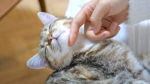 あご下を撫でると必ず足が飛び出してしまう子猫 youtube 子猫 猫 ねこ