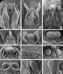 Image result for Marsdenia schimperi