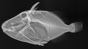 Amazing Close Up X Ray Photos Of Deep Sea Fish Sea Fish Deep Sea Fishing Underwater Creatures