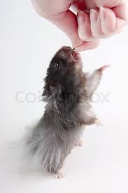 Hormonal imbalances can also cause your little furball to lose some hair. Funny Long Haired Syrian Hamster Taking Stock Image Colourbox