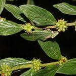 Image result for Hexasepalum sarmentosum