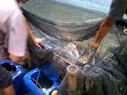 Menjala ikan dengan dengan jaring dalam mimpi dikatakan sebagai firasat baik. Cara Mancing Ikan Patin Harian Hobi Mancing