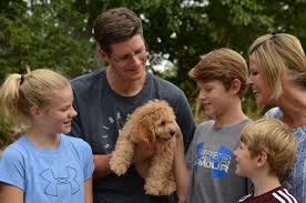 Most have a compact face with long, floppy ears and large brows. Best Cavapoo Breeders