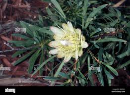 Image result for Protea gaguedi