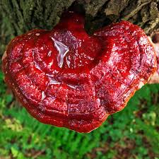 Image result for Ganoderma tsugae