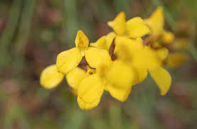 Image result for Disa cornuta