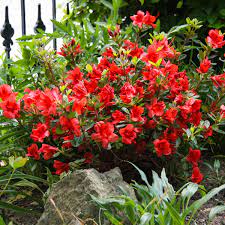 The azalée itself is a flower that is supposed to symbolize love, but azalée doesn't boast of a particular scent. Marathon Azalee Bloomchampion Red Im Ca 19 Cm Topf Online Kaufen Bei Gartner Potschke