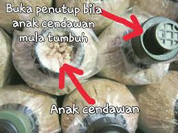 Bahkan meskipun anda seorang pemula. Cara Mudah Menanam Cendawan Tiram Kelabu Di Rumah Cantik Sihat Corner