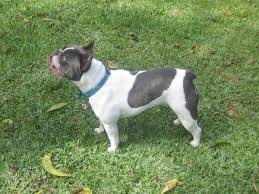 We strive to improve the breed and put a lot of thought into the pairing of our dogs. Mylittlefrenchie French Bulldog Breeder