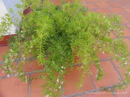 Helecho Plantas Plantas Jardin Plantas De Hoya