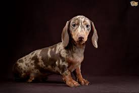 2,126 likes · 44 talking about this. Purchase Dapple Sausage Dog For Sale Up To 69 Off