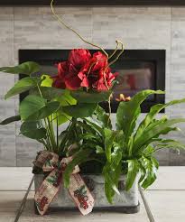 Search by zip code for hotels near billings montana. Christmas Poinsettias Plants Gainan S Flowers Billings Mt Poinsettia Plant Christmas Plants Flower Delivery