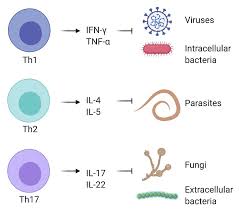 Image result for Intracellular Bacteria