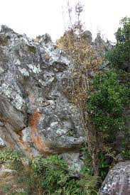 Image result for Sericanthe chimanimaniensis