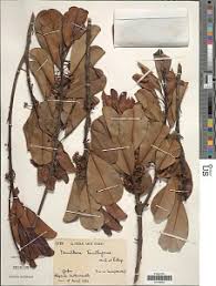 Image result for Manilkara koechlinii