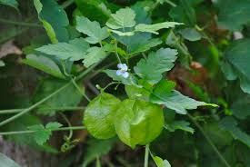 Image result for Cardiospermum corindum