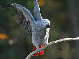 African Grey Parrot African Grey Parrot African Grey African Grey Parrot Cage