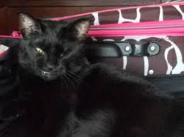 Uno Smiling For The Camera Cats Animals Camera