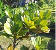 Image result for Mimusops obtusifolia