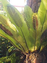 Image result for Asplenium laurentii