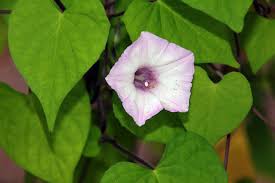 Image result for Ipomoea sinensis