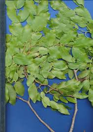 Image result for Brachystegia spiciformis