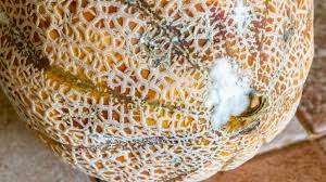 How To Tell If A Cantaloupe Is Bad Cully S Kitchen