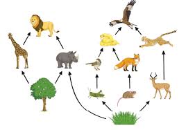 Check spelling or type a new query. What Is A Food Web Answers Explained Twinkl Teaching Wiki