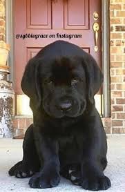 Black Labrador Puppy Via Sybbiegrace On Instagram Cute Dogs And Puppies Cute Baby Animals Cute Animals