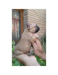 How much are purebred french bulldogs? French Bulldog Puppies For Sale Gender Male