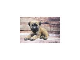 This breed has existed in ireland for many centuries but that is as much as we know. Soft Coated Wheaten Terrier Petland Dunwoody Puppies For Sale