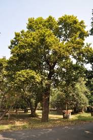 Image result for Turraea robusta
